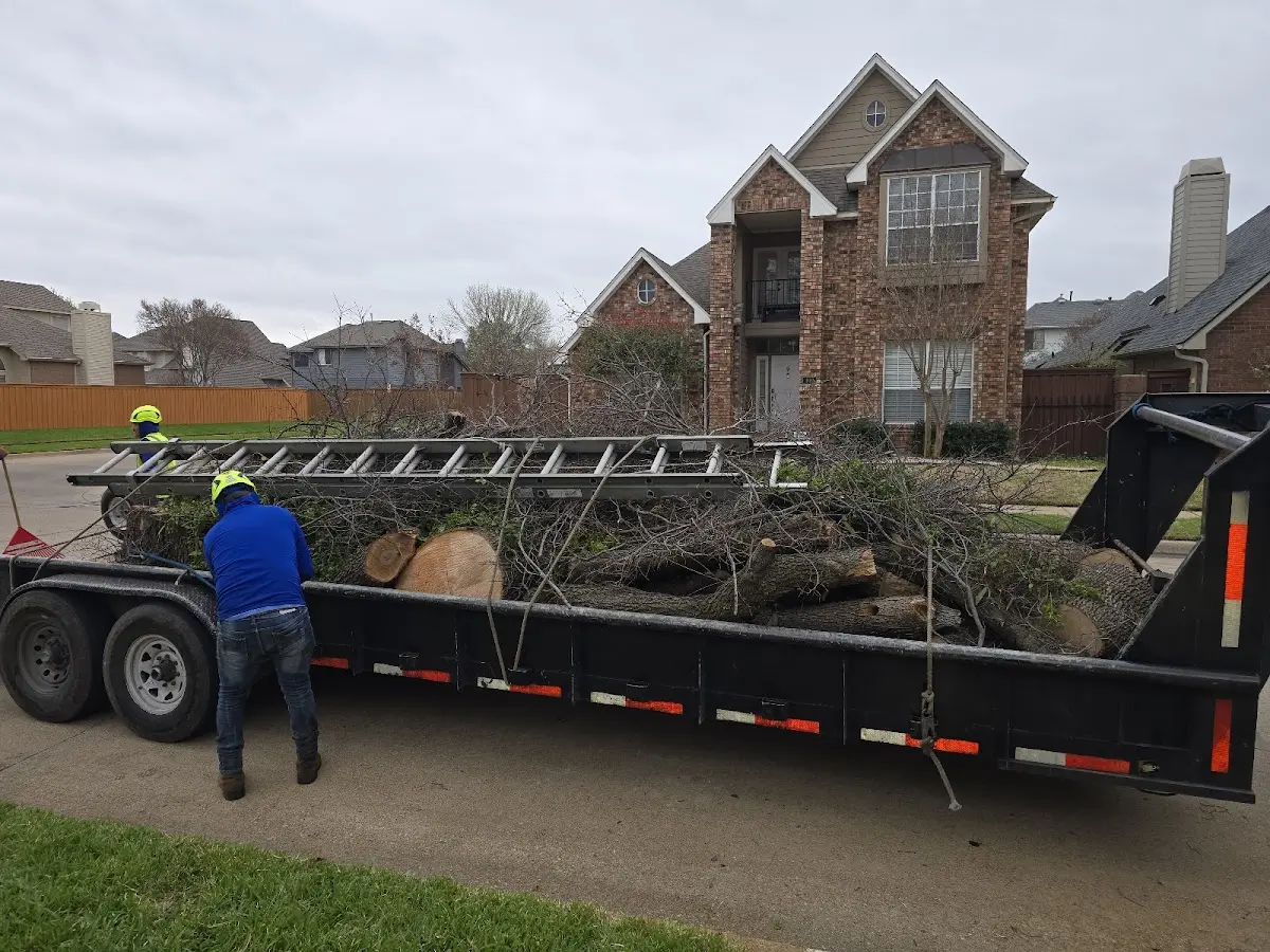 Expert Tree Fertilization with proper safety equipment in Harvey
